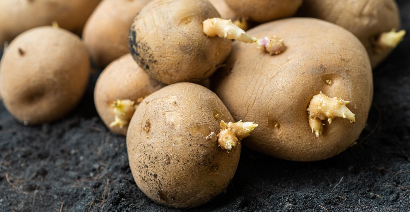 wanneer pootaardappelen kopen